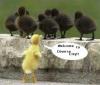 Diverse City Ducks