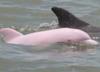 pink dolphine