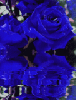 Blues Lake Roses