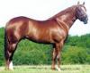Thoughbred Racehorse