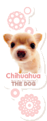 lil chihuahua