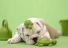 white puppy&green turtle