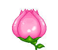 pink flower