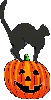 black cat sit on pumpkin 