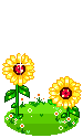 Sun Flowers