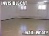 Invisable cat!