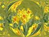 Distorted Daffodils