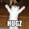 hugz cat