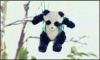 kana moon hanged her fluffy panda !!!