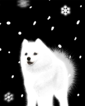 WHITE LIL DOG