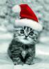 gato Navidad === Christmas cat =)
