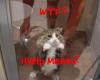 cat in the shower