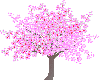 pink blosoom tree