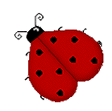 Ladybug with Farah