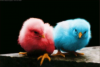 Red and Blue Chicks