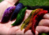 rainbow slugs