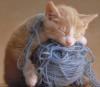 kitty on yarn