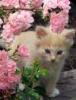 Flower Kitty