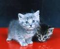 Little kitties