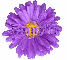 Jennifer Purple Flower