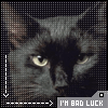 Black Cat I'm Bad Luck