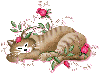 Cat With Pink Rose's