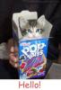 cat with pop tarts