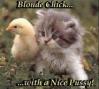 kitty n a chick
